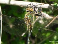 Falkenlibelle (Cordulia aenea) 6